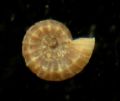 Ammonicera rota